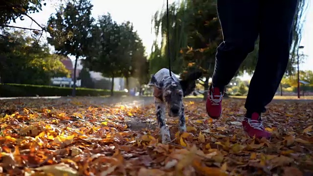 欢快的狗和它的主人在公园里跑步视频购买