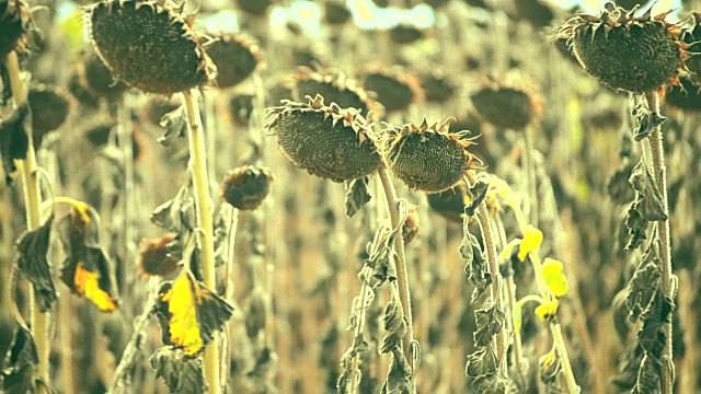 因干旱而干燥的向日葵视频素材