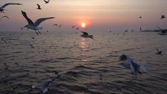 慢镜头海鸥和日落视频素材