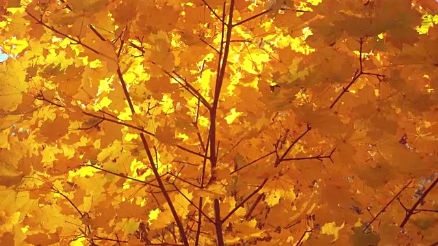 秋风一吹，枫叶就金黄美丽。视频素材