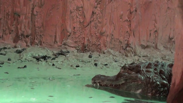 鳄鱼在水里靠近视频素材
