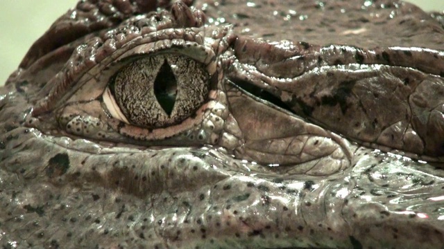 短吻鳄的眼睛非常近的视频视频素材