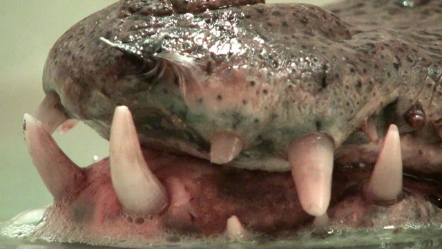 短吻鳄的牙齿非常近的视频视频素材