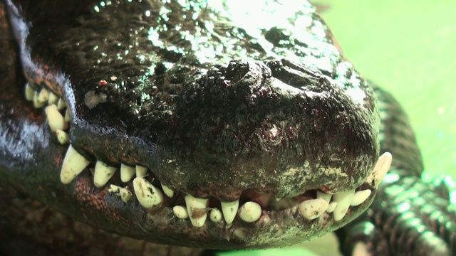 短吻鳄的牙齿非常近的视频视频素材