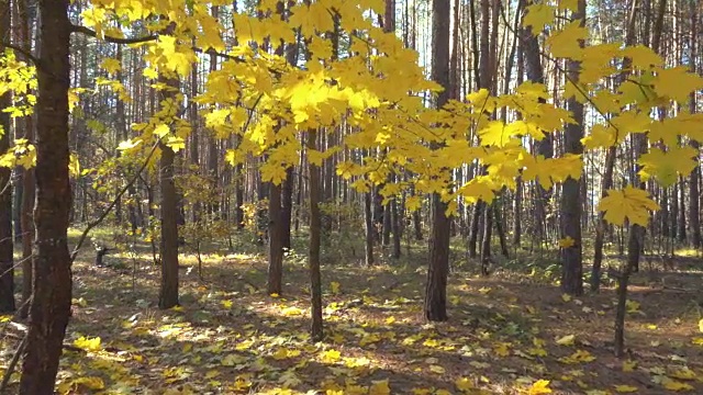 慢镜头透过阳光下美丽的秋日枫叶。视频素材