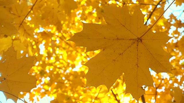 阳光透过美丽的金色秋叶，照进枫叶。视频素材