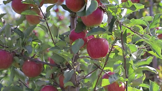 夏天，花园里的树枝上，红苹果正在成熟。视频素材
