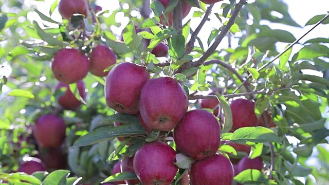 夏天，果园里的树枝上长着奇妙的红苹果。视频素材