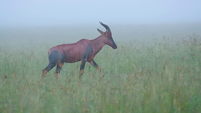 龙尼·托皮在雾中，马赛马拉，肯尼亚，非洲视频素材