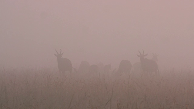 浓雾中的托皮牛群，马赛马拉，肯尼亚，非洲视频素材