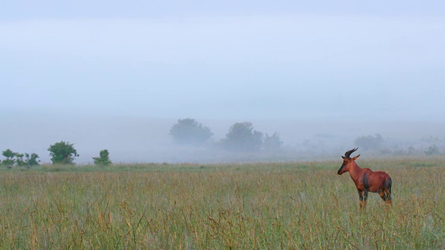 龙尼·托皮在雾中，马赛马拉，肯尼亚，非洲视频素材