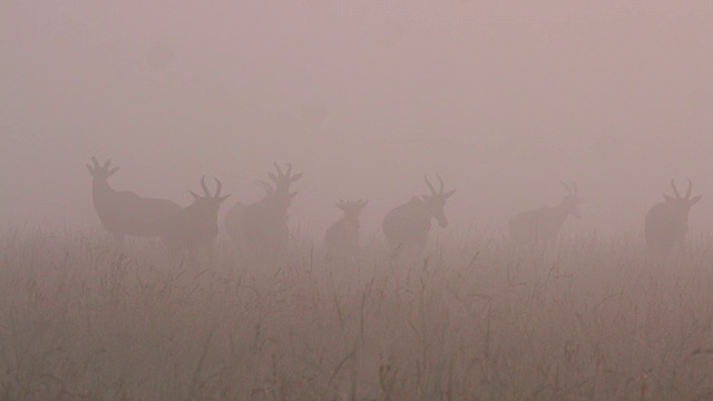浓雾中的托皮牛群，马赛马拉，肯尼亚，非洲视频素材