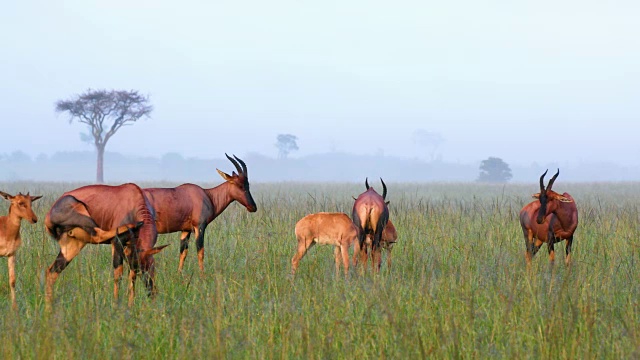 雾中的Topi，马赛马拉，肯尼亚，非洲视频素材