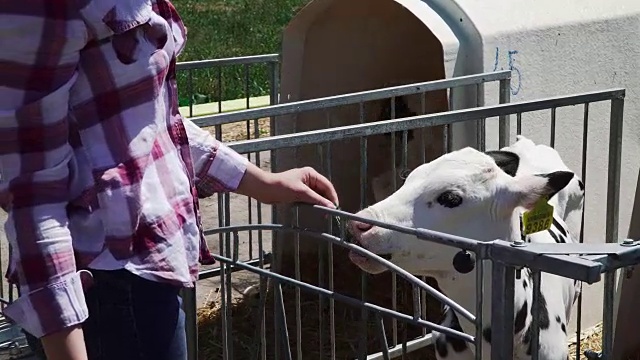 那位妇女正在农场里喂小牛视频下载