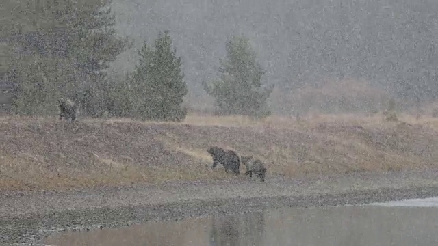 WS 4K拍摄的著名灰熊#399(熊)和她的幼崽在暴风雪中穿过蛇河视频素材