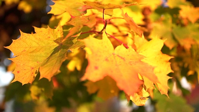 秋叶间的阳光视频素材