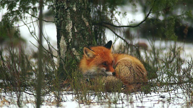 睡觉的狐狸视频素材