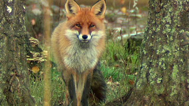 狐狸在森林视频素材