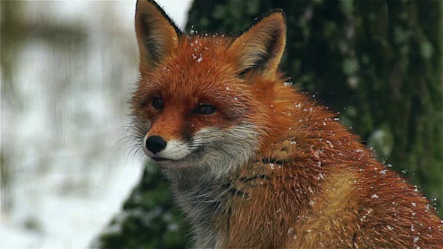小狐狸看了看摄像机视频素材
