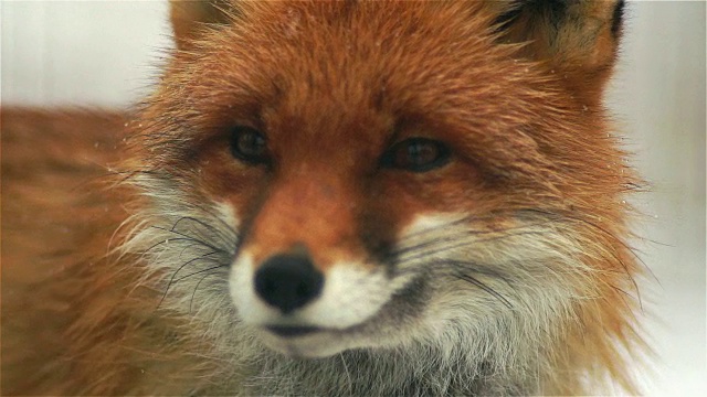 小狐狸看了看摄像机视频素材