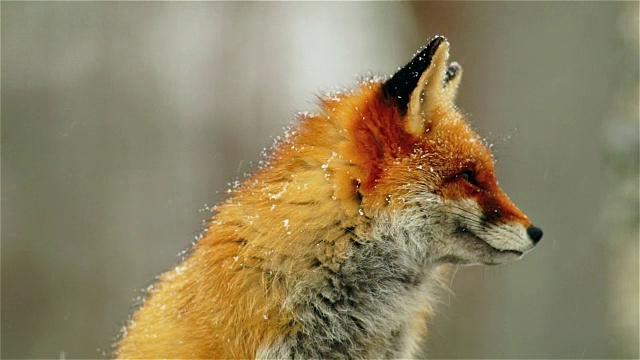 狐狸看了看四周视频素材