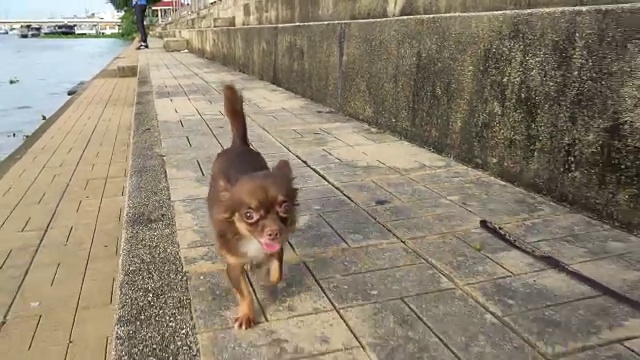 快乐的吉娃娃狗在公园附近的河追逐移动的摄像机。视频素材