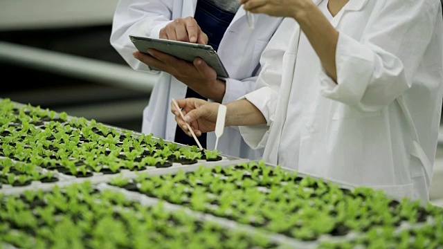 两名身穿白大褂的科学家从种植在商业温室的花盆中提取土壤样本，用于质量控制测试视频素材