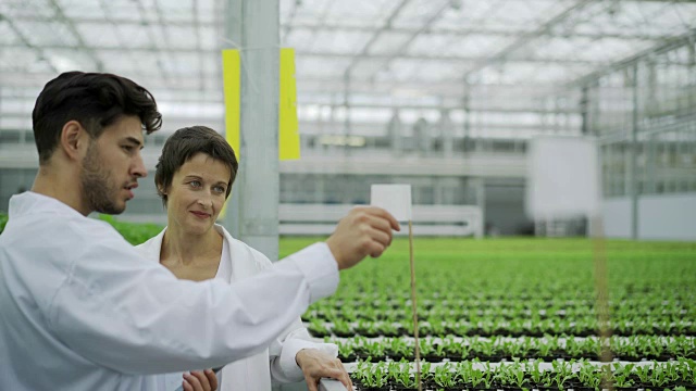 在现代温室农场，农业工程师向女性质量控制工人展示蔬菜种植园视频素材
