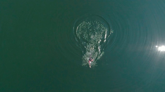 男子铁人三项训练航拍。无人机拍摄的男子在湖游泳训练铁人三项比赛视频下载