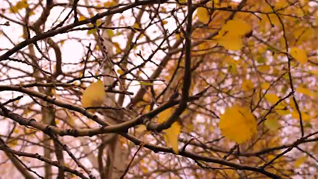 风吹着树枝上金黄色的叶子视频素材