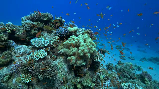 珊瑚礁视频素材