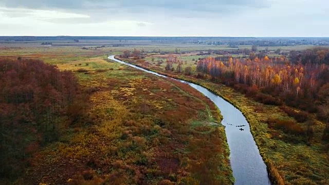 鸟瞰图:在美丽的秋日森林中飞过河流。视频下载