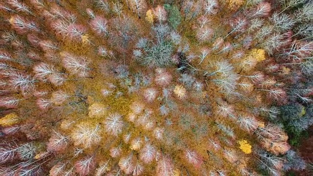 直接飞过美丽的秋天森林。晚秋鸟瞰图。视频下载