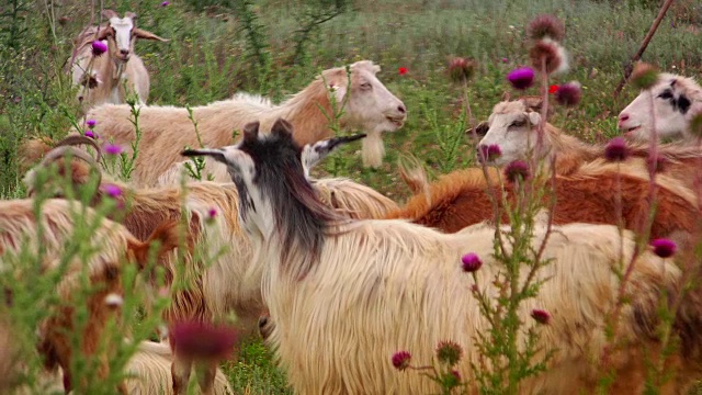 绿色的野地上的一群山羊视频素材