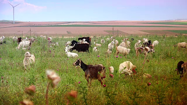 绿色的野地上的一群山羊视频素材