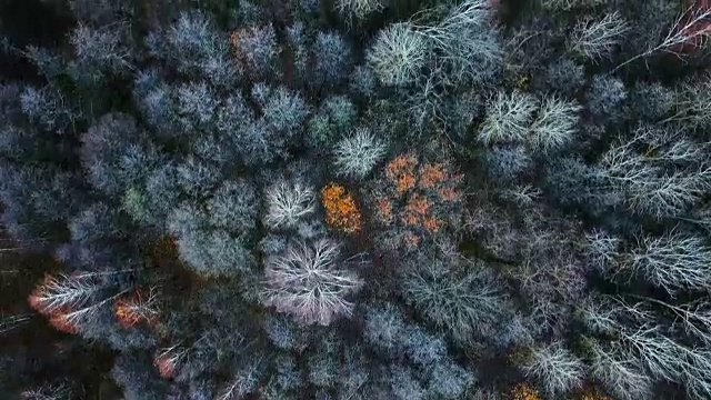 在神秘的秋天森林上空飞翔。晚秋的落叶鸟瞰图。视频下载