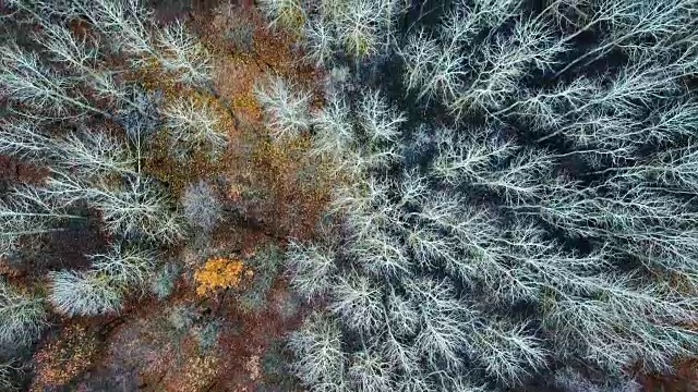 鸟瞰图:晚秋落叶。直接飞过神秘的秋天森林。视频下载