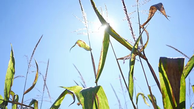 在乡村的农田里，一个手持式的人站在玉米杆的顶端视频下载