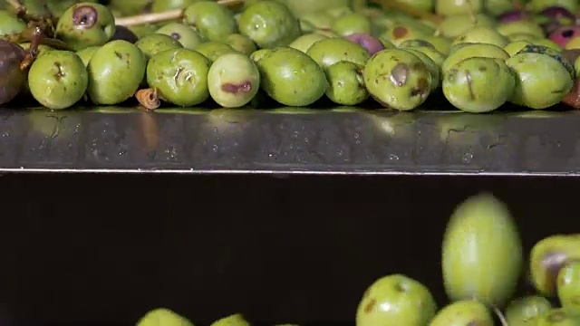 橄榄油生产-检查橄榄-意大利南部视频下载