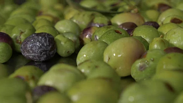 清洗新鲜橄榄-橄榄油生产-意大利南部视频下载