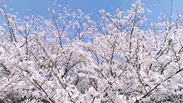 樱花盛开的风景视频素材