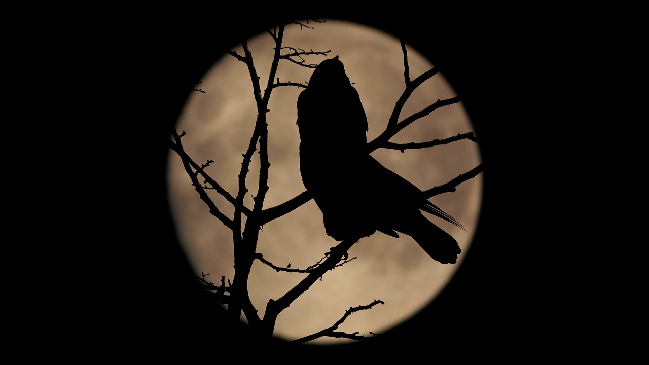 树枝上的鸟，后面有个大月亮视频素材