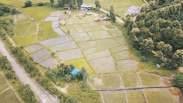 鸟瞰图的绿色稻田在农村视频素材