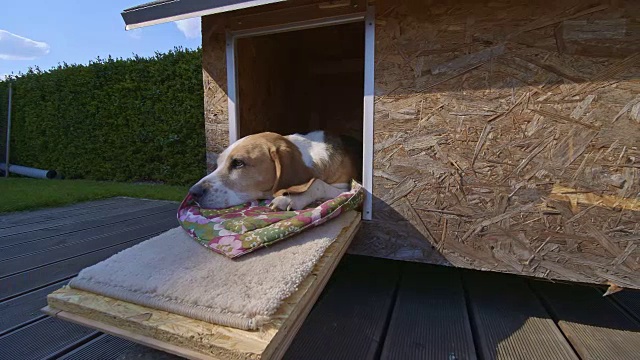 可爱的小猎犬在狗窝里休息视频下载