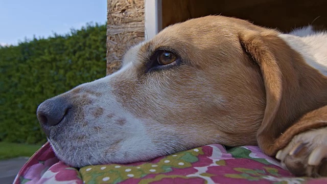 可爱的小猎犬在狗窝里休息视频下载