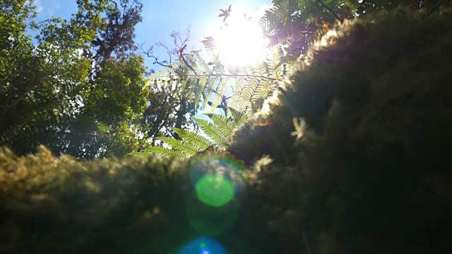 太阳神龛透过树叶视频素材