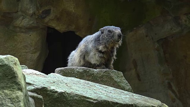 土拨鼠，土拨鼠，可爱的动物坐在石头下，自然的岩石栖息地视频素材