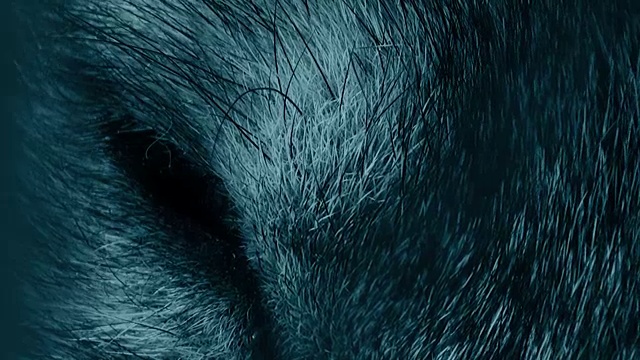 狼头与人工眼睛，颜色，蓝色视频素材