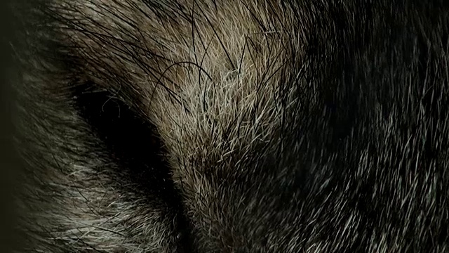 狼头与人工眼睛的颜色，棕色视频素材