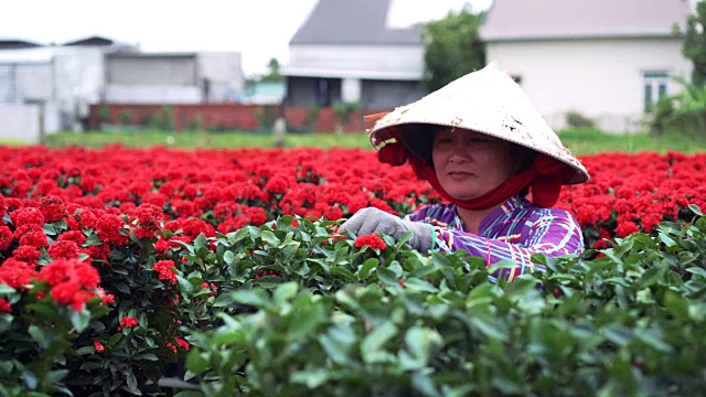 越南侗族省萨迪克的越南园丁修剪红花花园的4k镜头，传统和文化概念视频下载